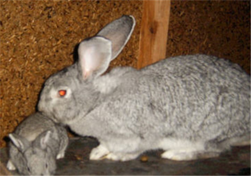 青紫蓝兔的食物选择