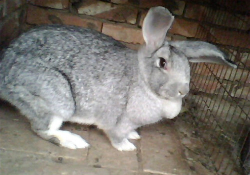 青紫蓝兔的品种简介