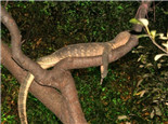 树巨蜥的生活环境