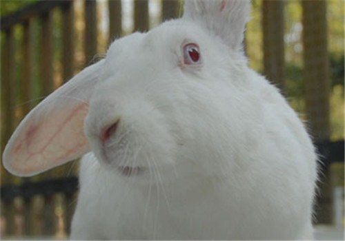 日本大耳兔的饲料配制