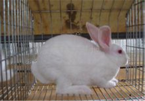 日本大耳兔的外观特征