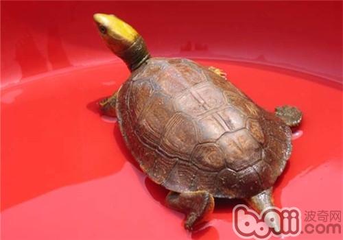 金頭閉殼龜吃什么？