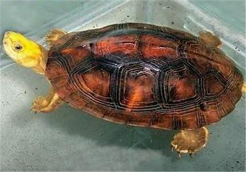 金头闭壳龟的生活环境