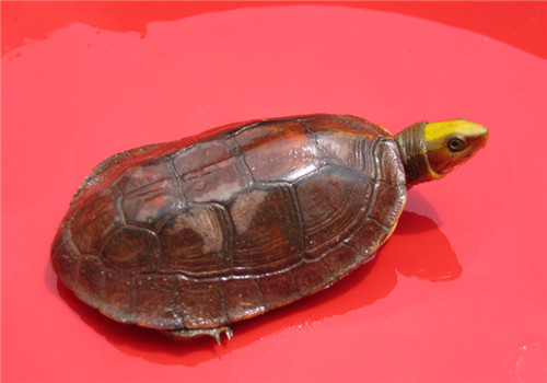 金头闭壳龟的品种简介