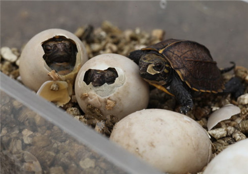 锯缘摄龟的饲养方法