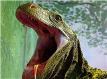萨氏巨蜥的形态特征