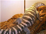 砂巨蜥的喂食要点