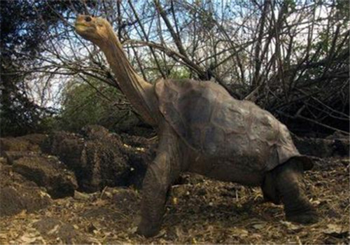加拉帕戈斯象龜的外觀特征