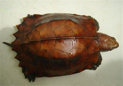 锯缘摄龟的品种简介