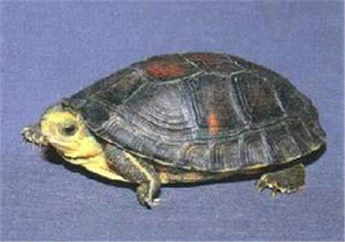 金头闭壳龟的外貌特征