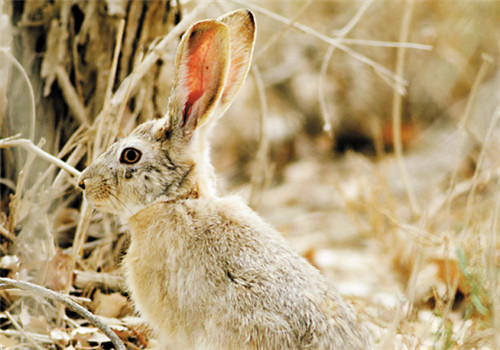 塔里木兔的生活环境
