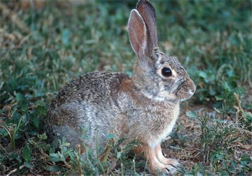 沙漠棉尾兔的生活环境