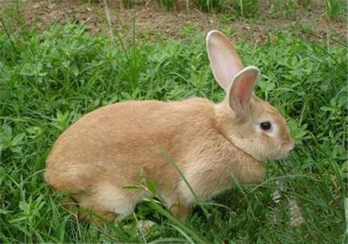 太行山兔的形态特征