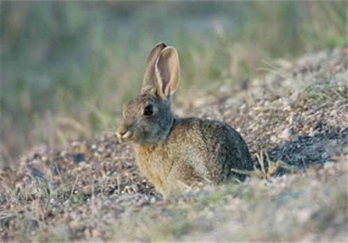 沙漠棉尾兔的养护要点
