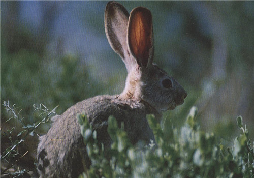 塔里木兔的保护知识