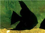 黑神仙鱼的饲养环境