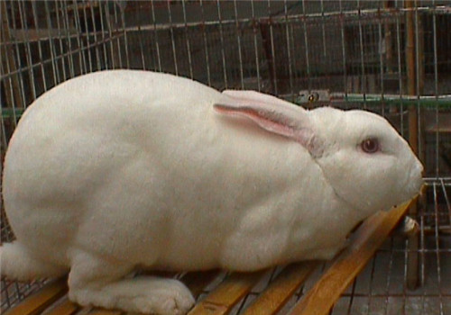 獭兔的品种简介