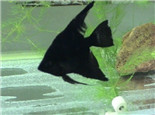 黑神仙鱼的品种简介