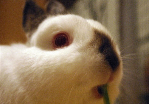 喜马拉雅兔的饲养环境布置