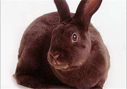 夏温拿兔的品种简介