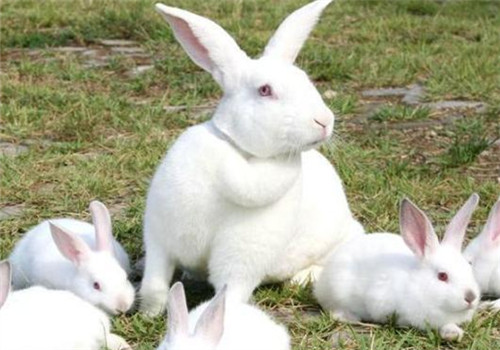 新西兰兔的饲养环境消毒方法