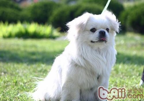 不同类狗狗的洗澡方法 不同类狗狗的洗澡方法