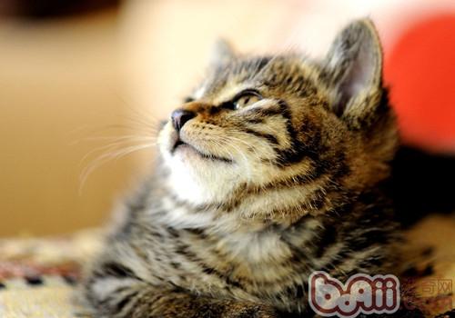 猫咪螨虫病会传染给人吗