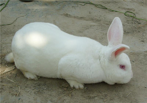 新西兰兔的品种简介
