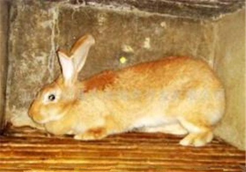 豫丰黄兔的生活环境|小宠环境-波奇网百科大全