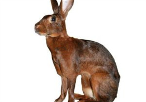 英种小型兔的形态特征