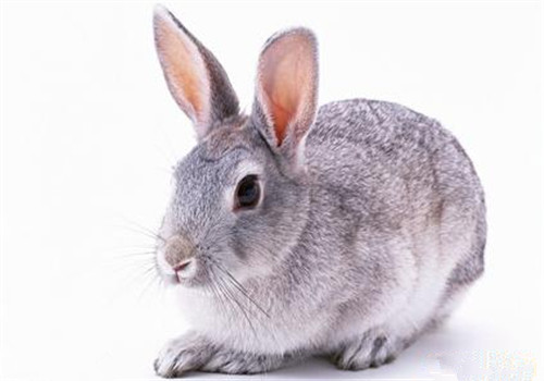 银狐兔的外观特征