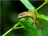 台湾草蜥的形态特征