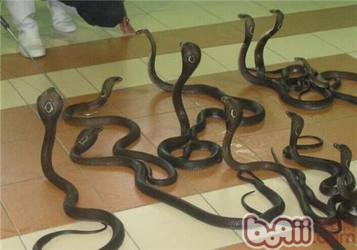 泰國眼鏡蛇的飼養知識