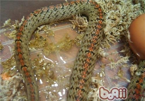 臺灣小頭蛇的生活環境