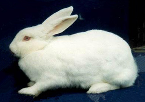 伊拉兔的外观特征