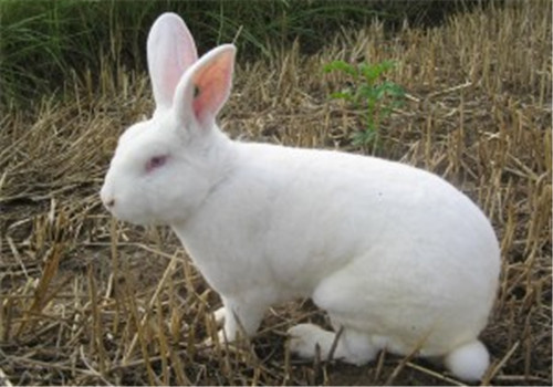 中国白兔的饲养要点