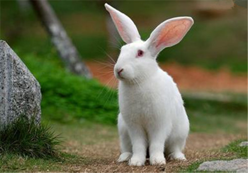 壁纸 动物 兔子 500_350