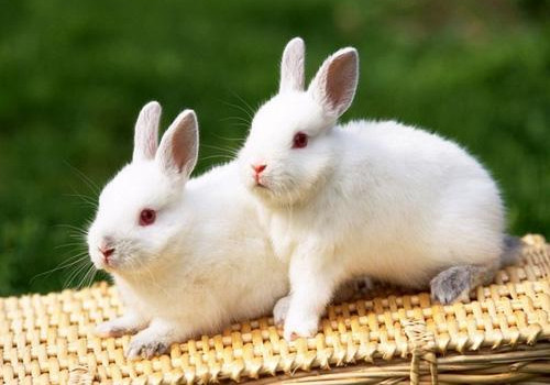 中国白兔的护理知识