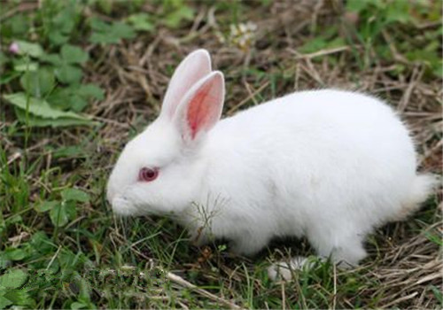 中国白兔的外观特征|小宠品种-波奇网百科大全