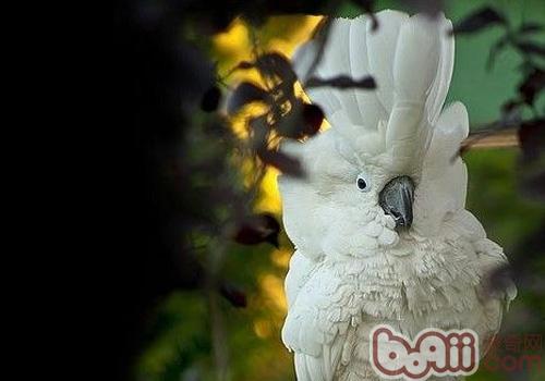 雨傘鳳頭鸚鵡的生活環境如何