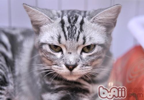 猫咪产后缺钙的症状