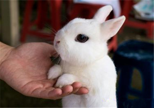 侏儒海棠兔的品种简介