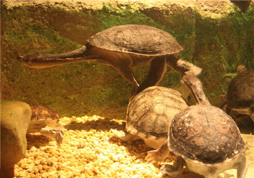 巨蛇颈龟的品种简介