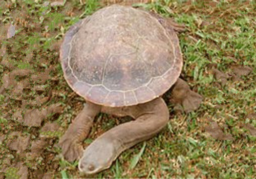 巨蛇颈龟的形态特征