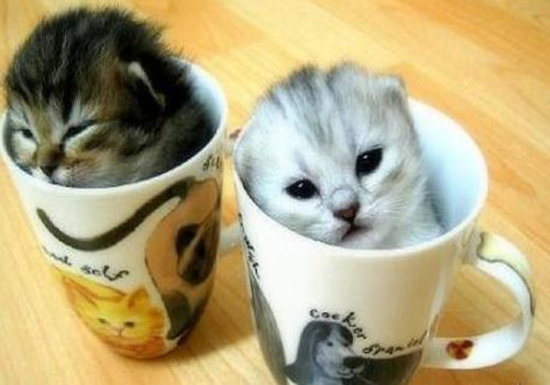 茶杯猫寿命有多久