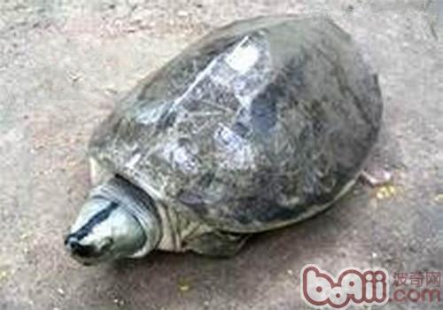 巨型棱背龜的外觀特征