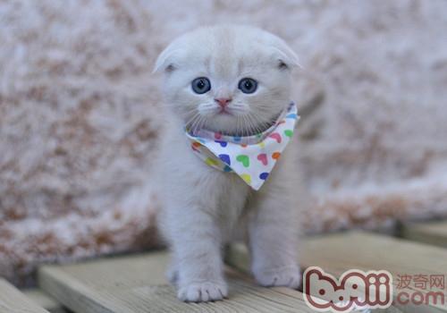 宠物猫生病的征兆 宠物猫生病的征兆