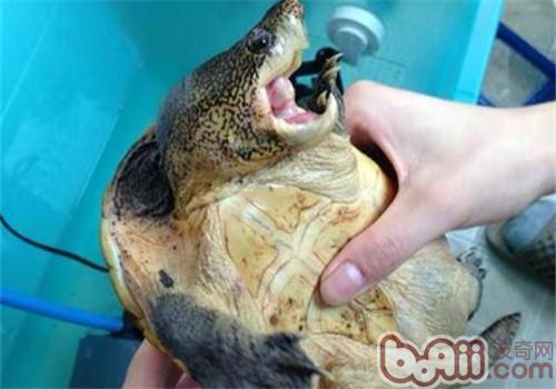 巨型麝香龜的護理知識