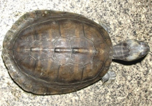 巨型棱背龟的品种简介