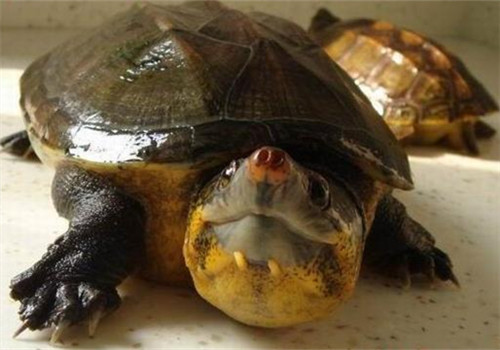 巨头麝香龟的饲养方法